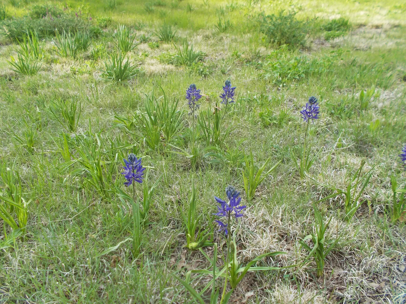 Camas (Camassia Quamash) — which can reach up to 24 inches long