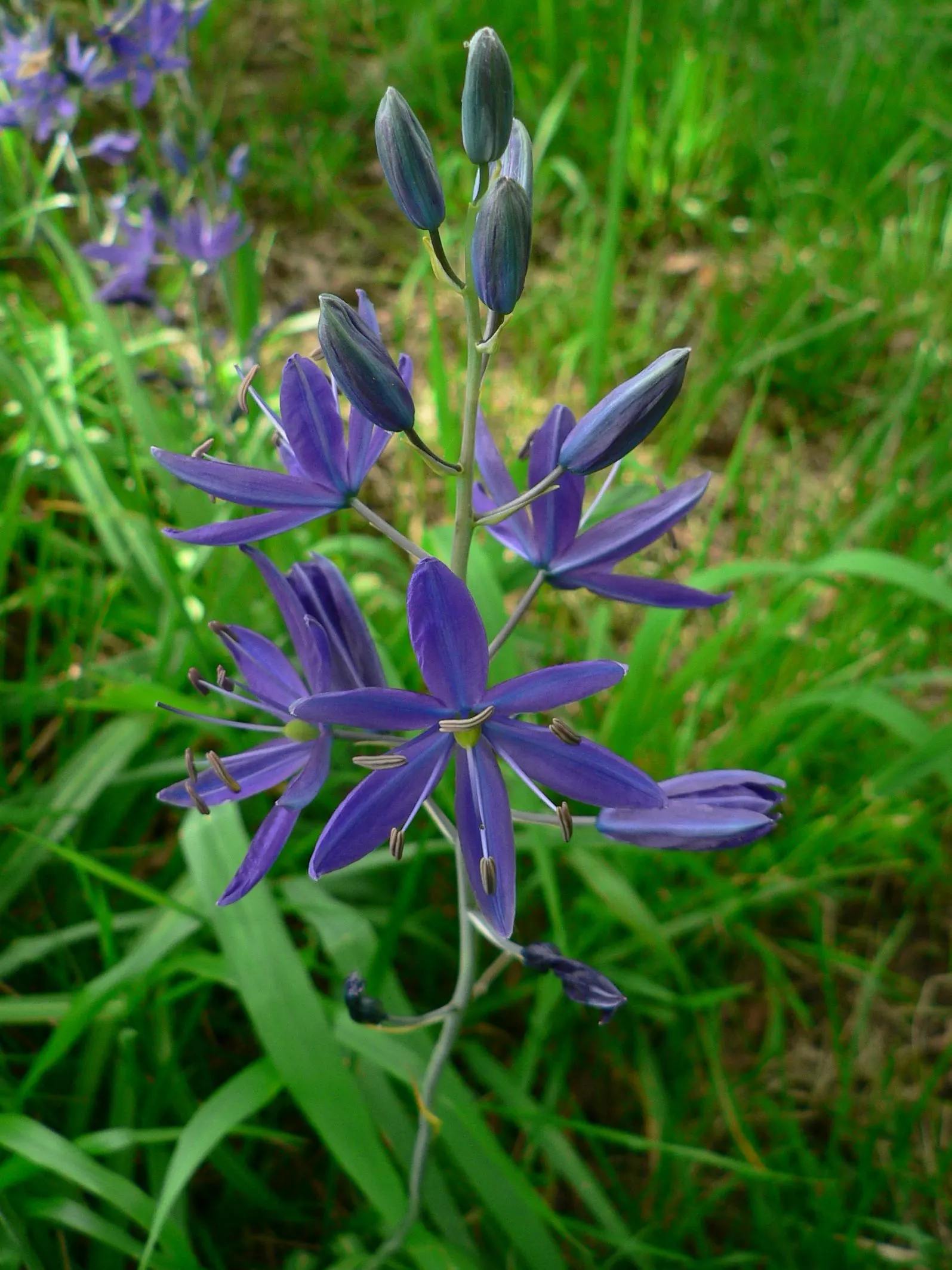 Camas (Camassia Quamash) — blue flowers in the garden