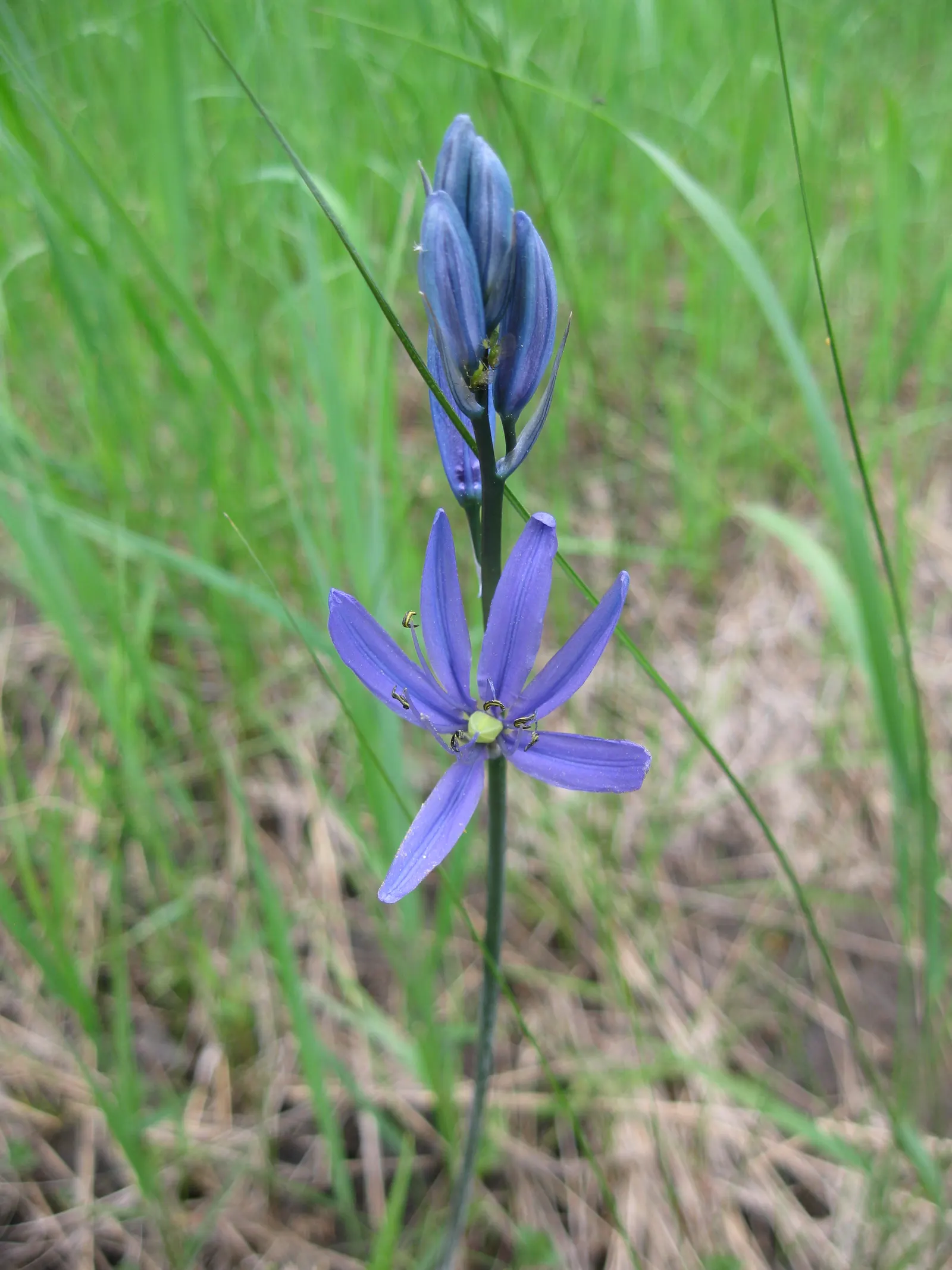 Camas (Camassia Quamash) — requiring minimal care once established; it is also worth noting that Camas has a fairly low maintenance profile