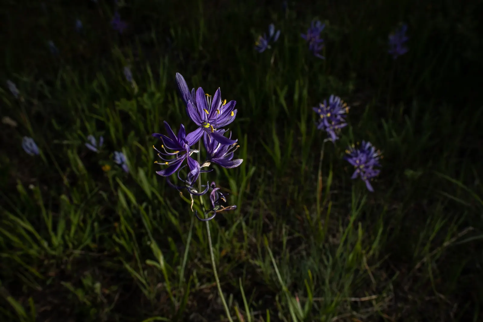 Camas (Camassia Quamash) — Camassia quamash, commonly known as Camas, is a perennial bulbous plant reaching 1-3 feet in height; ideal for, image 53