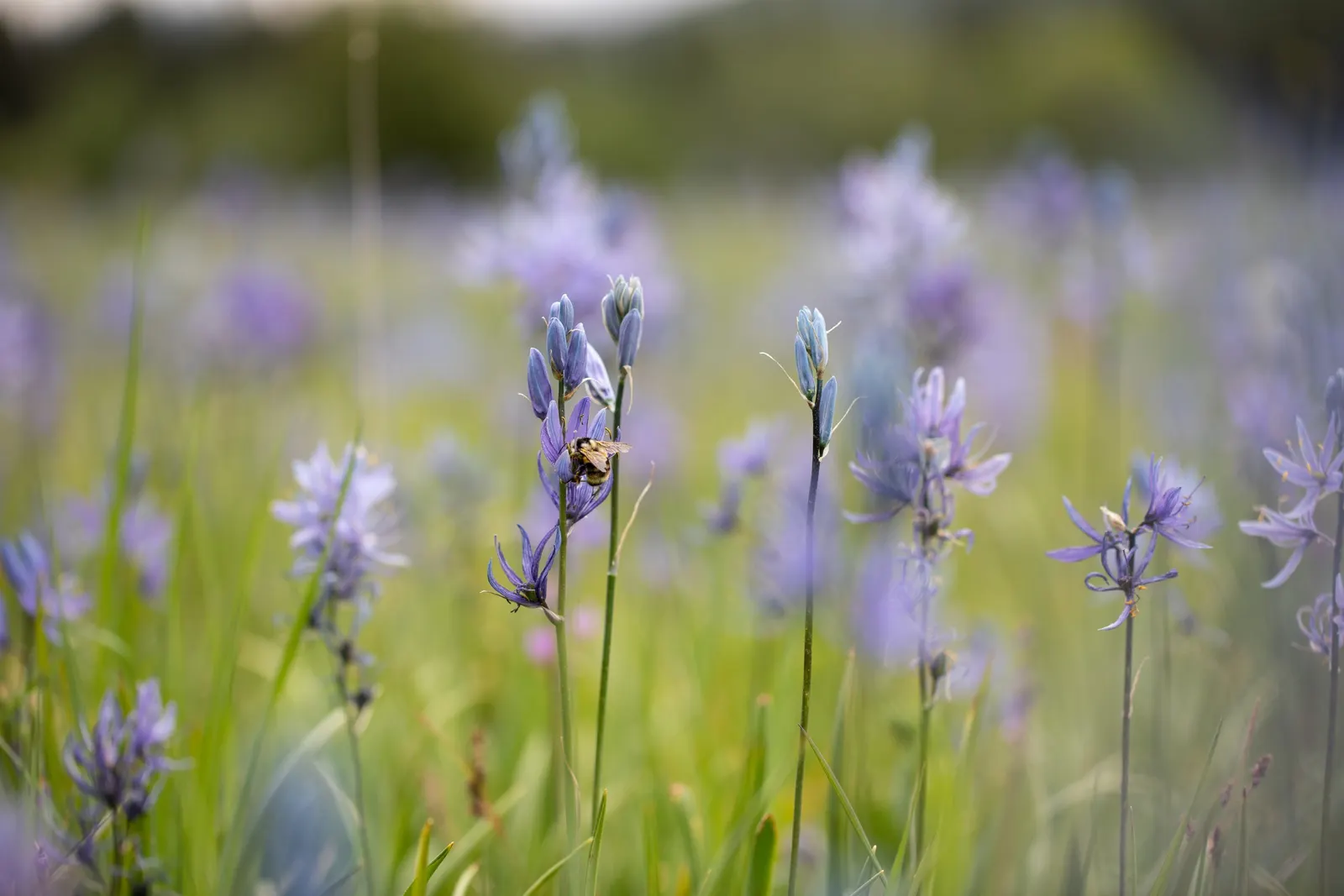 Camas (Camassia Quamash) — Camas presents a striking display of starry-shaped flowers