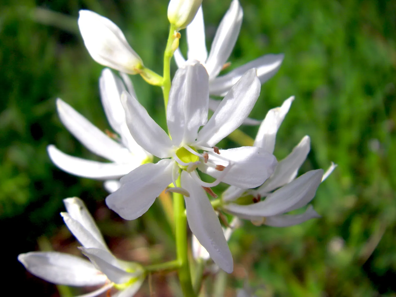Camas (Camassia Quamash) — provide a grass-like textural contrast even when the plant is not in bloom.<br><br>When designing with Camas; attracting pollinators