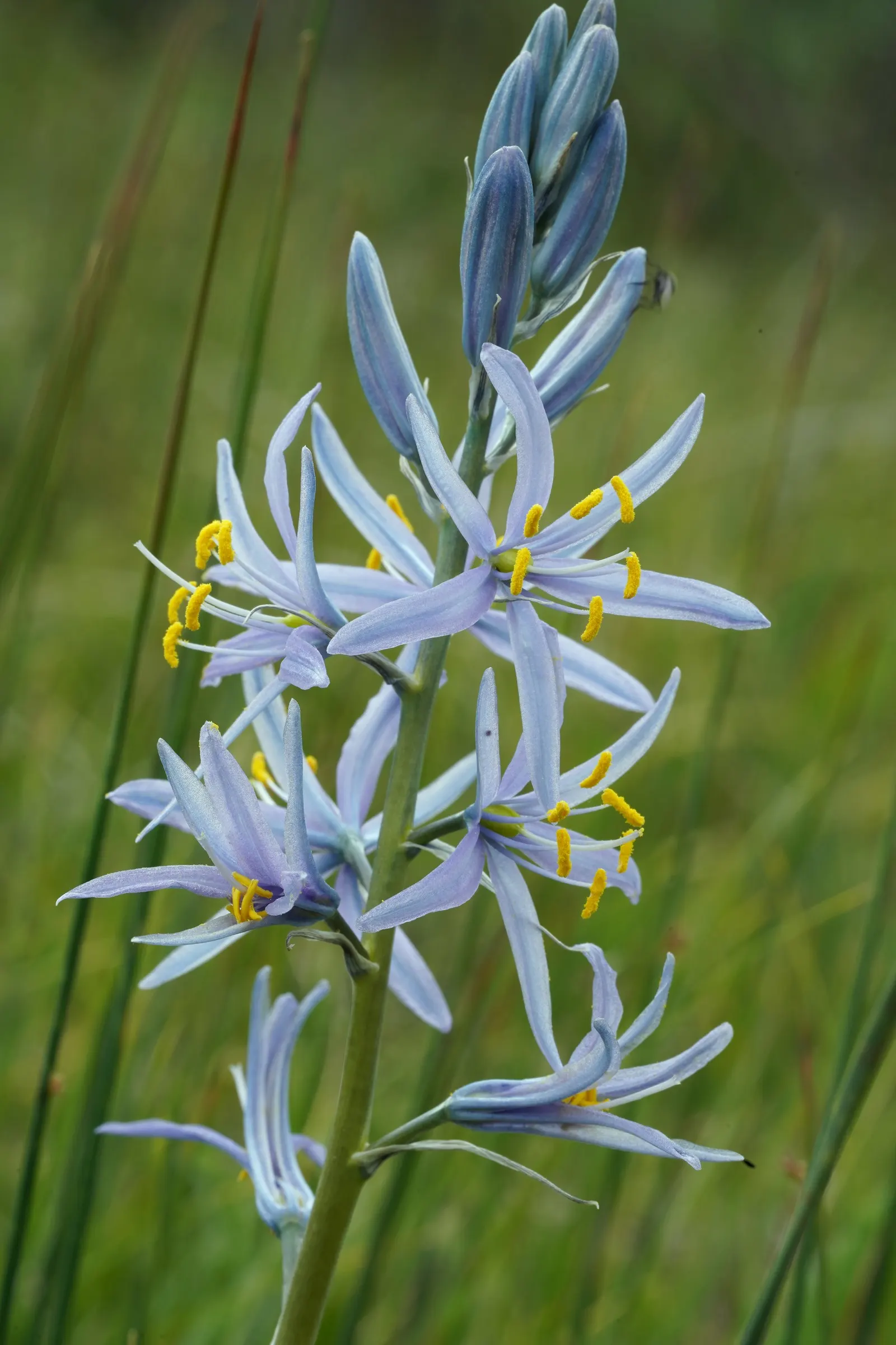 Camas (Camassia Quamash) — These flowers are borne on sturdy; requiring minimal care once established, image 63