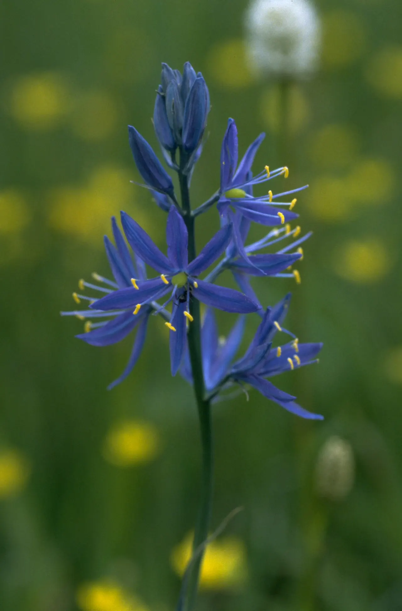 Camas (Camassia Quamash) — Camassia quamash, commonly known as Camas, is a perennial bulbous plant reaching 1-3 feet in height