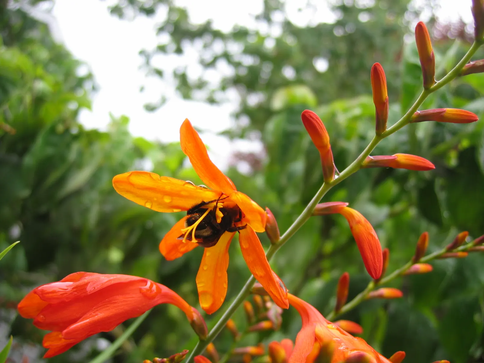 Camas (Camassia Quamash) — showcasing its adaptability to various temperate climates