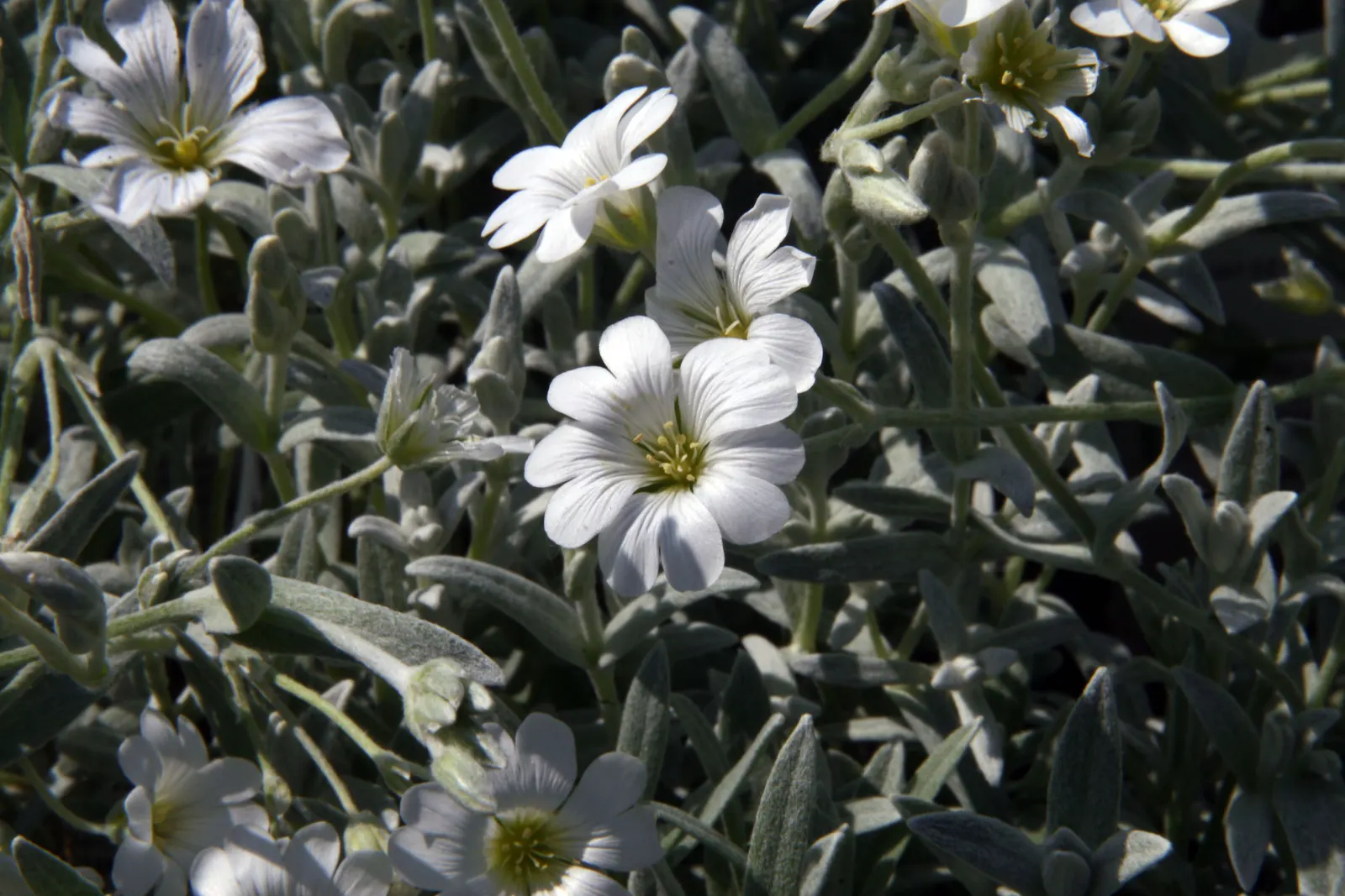 Snow In Summer (Cerastium Tomentosum) — Its felt-like foliage, reaching 6-12 inches high, spreads up to 24 inches, providing excellent ground cover