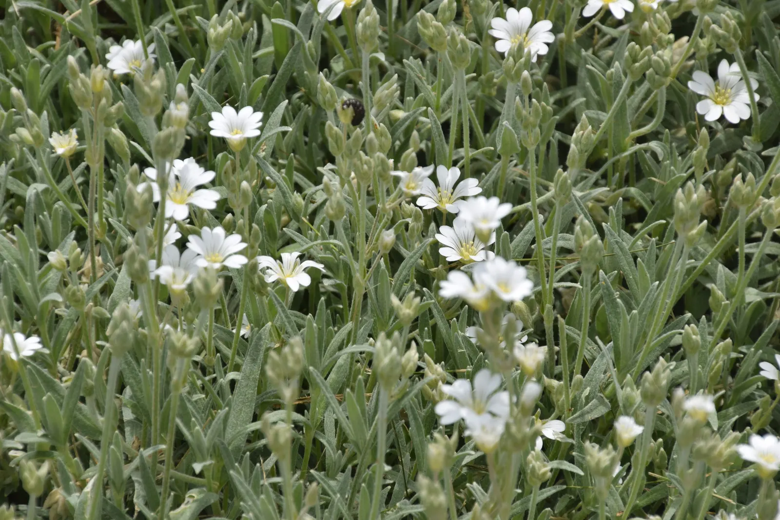 Snow In Summer (Cerastium Tomentosum) — which can reach up to 18 inches in width; white flowers creating a striking contrast with its silvery-gray, image 80