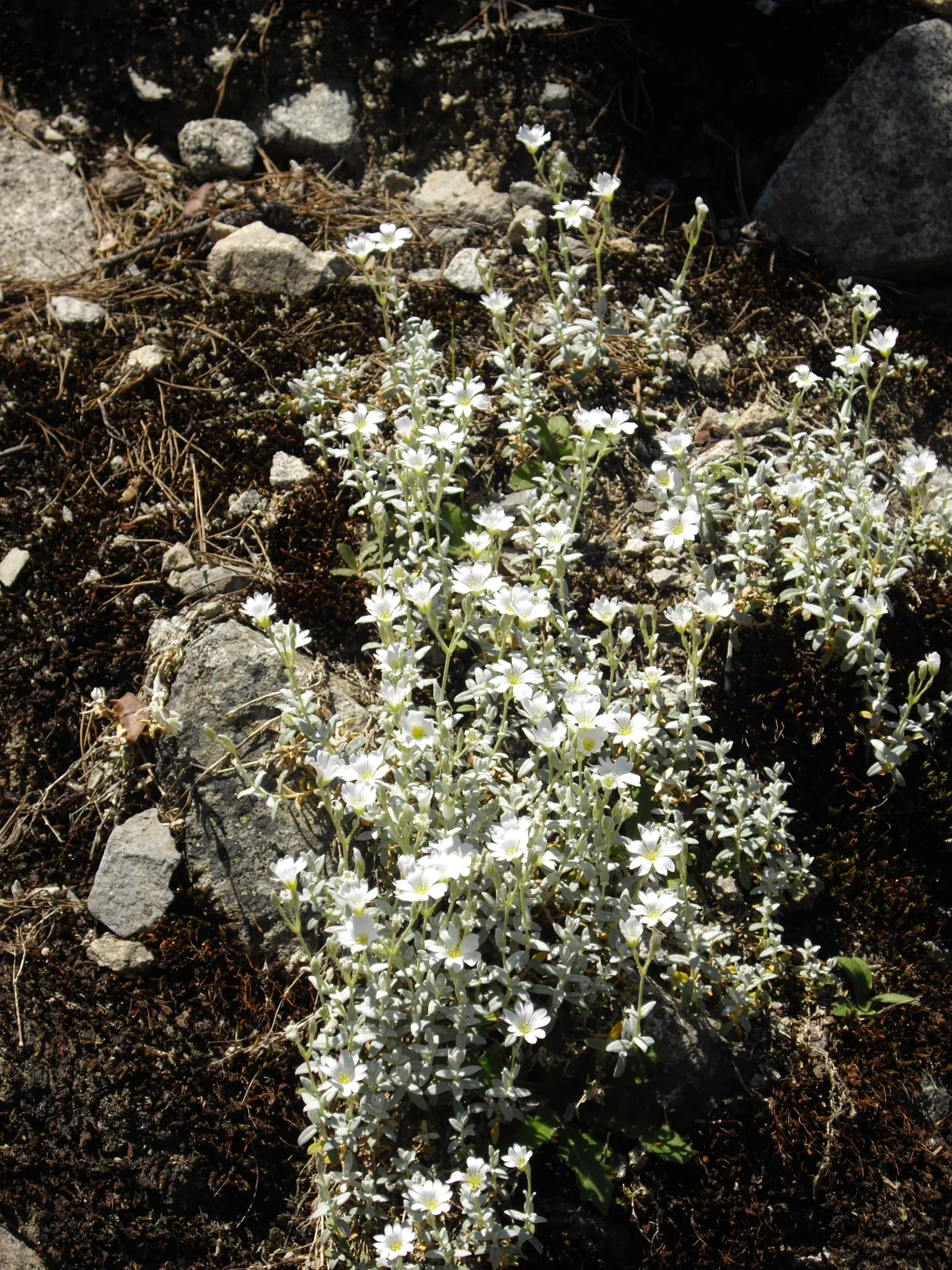 Snow In Summer (Cerastium Tomentosum) — which can reach up to 18 inches in width; white flowers creating a striking contrast with its silvery-gray leaves