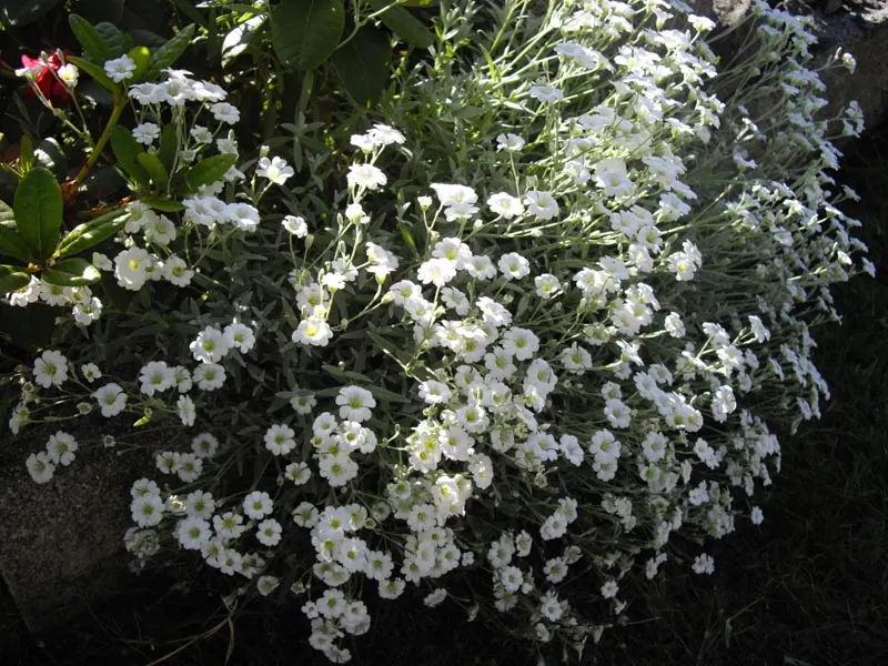 Snow In Summer (Cerastium Tomentosum) — Clients will appreciate its easy care requirements and the graceful charm it adds to their garden palette; ground cover