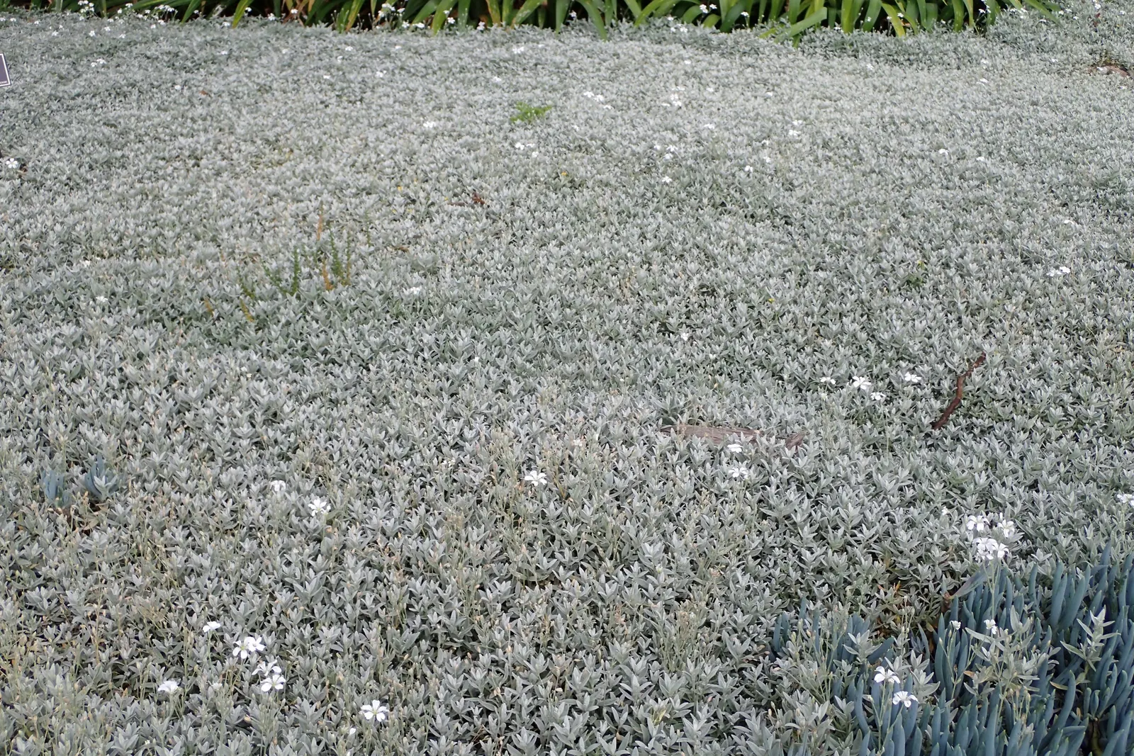Snow In Summer (Cerastium Tomentosum) — From late spring to early summer