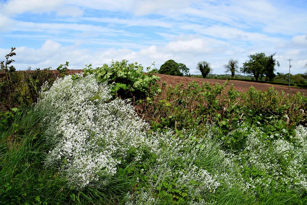 Snow In Summer (Cerastium Tomentosum) — is reminiscent of a fresh snowfall; from late spring to early summer