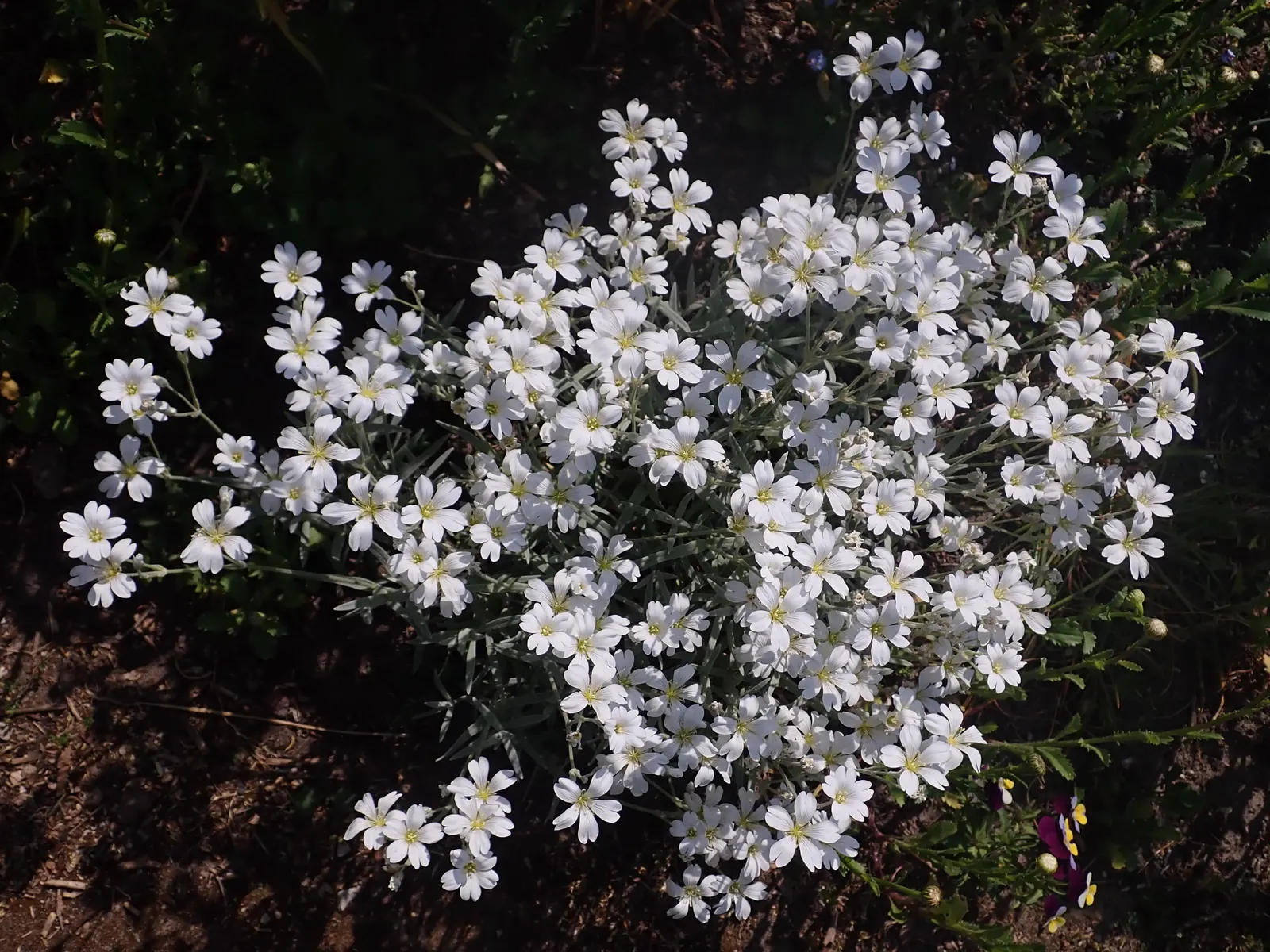 Snow In Summer (Cerastium Tomentosum) — It demands well-draining soil to avoid root rot and is exceptionally drought-tolerant once established; snow In Summer
