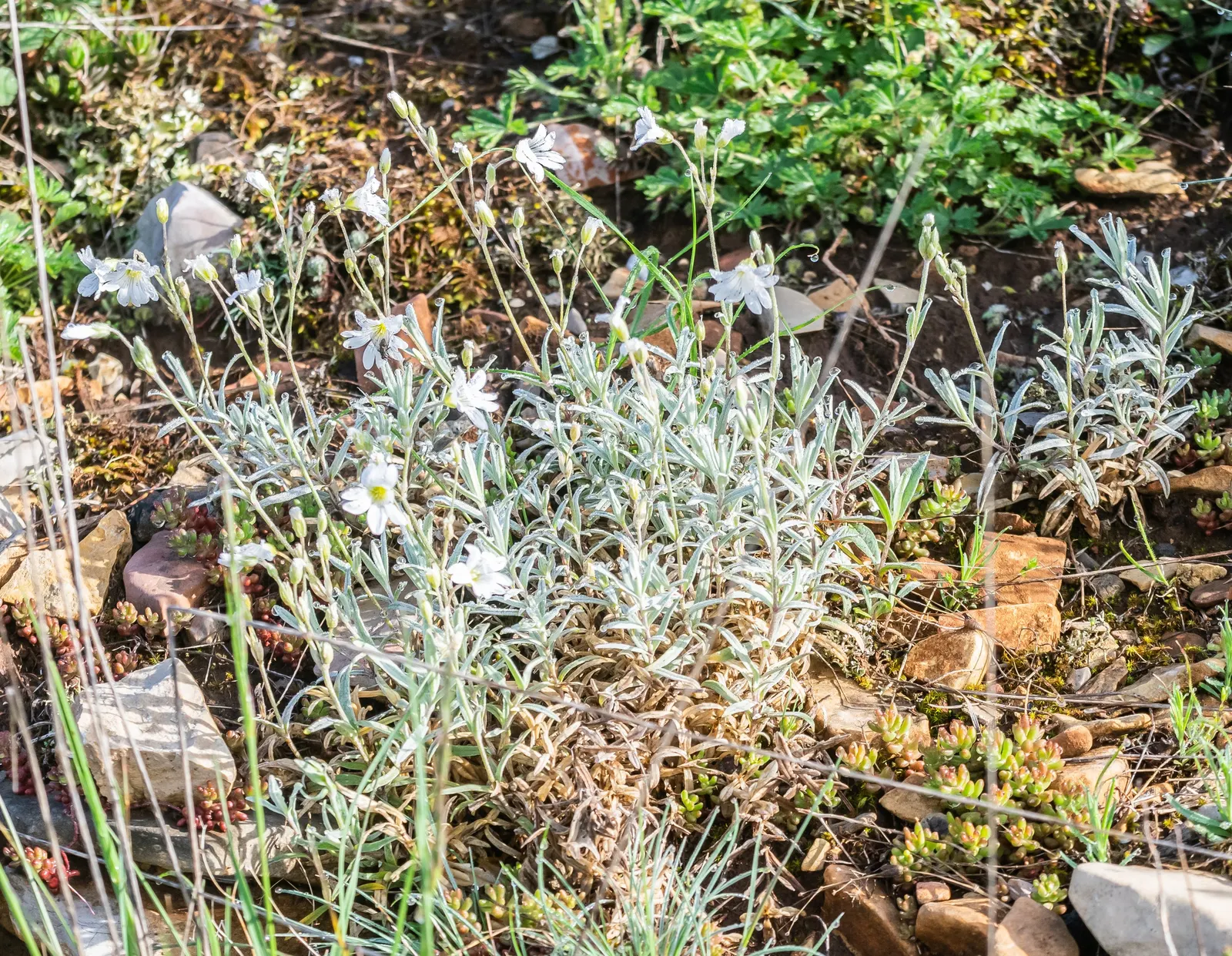 Snow In Summer (Cerastium Tomentosum) — which can reach up to 18 inches in width; white flowers creating a striking contrast with its silvery-gray, image 57