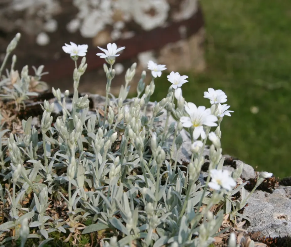 Snow In Summer (Cerastium Tomentosum) — Its felt-like foliage, reaching 6-12 inches high, spreads up to 24 inches, providing excellent ground cover; which can