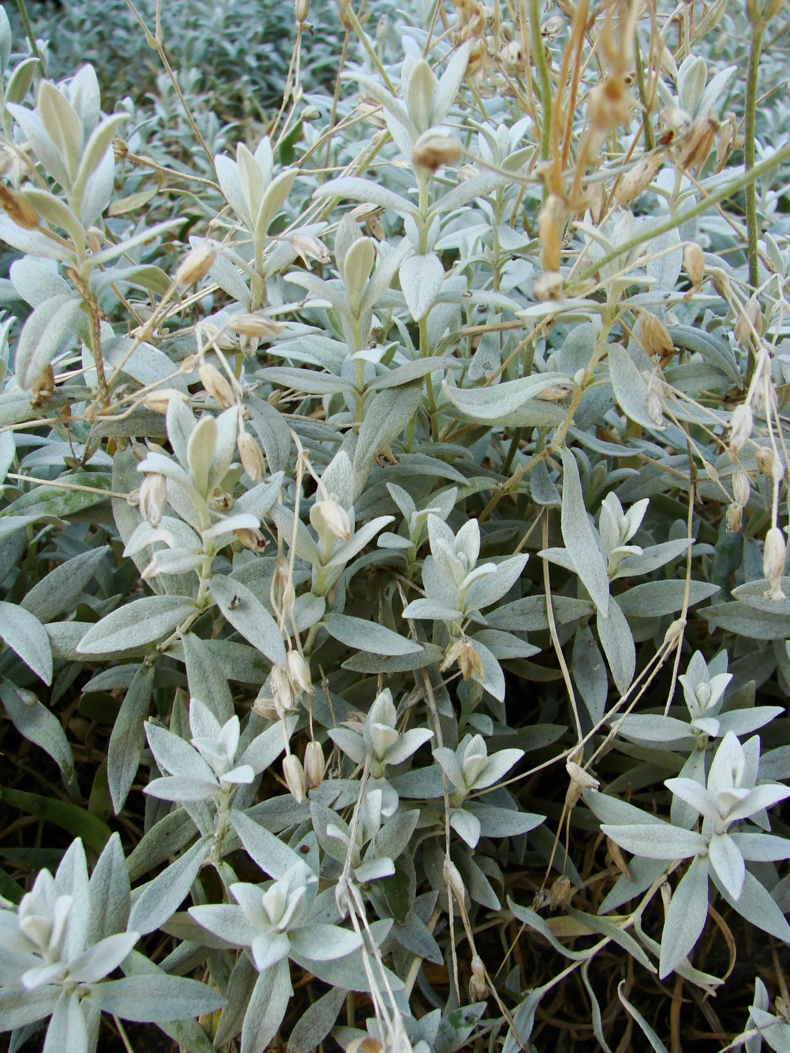 Snow In Summer (Cerastium Tomentosum) — Snow In Summer (Cerastium tomentosum) is a vigorous, mat-forming perennial that flourishes in full sun; it, image 70
