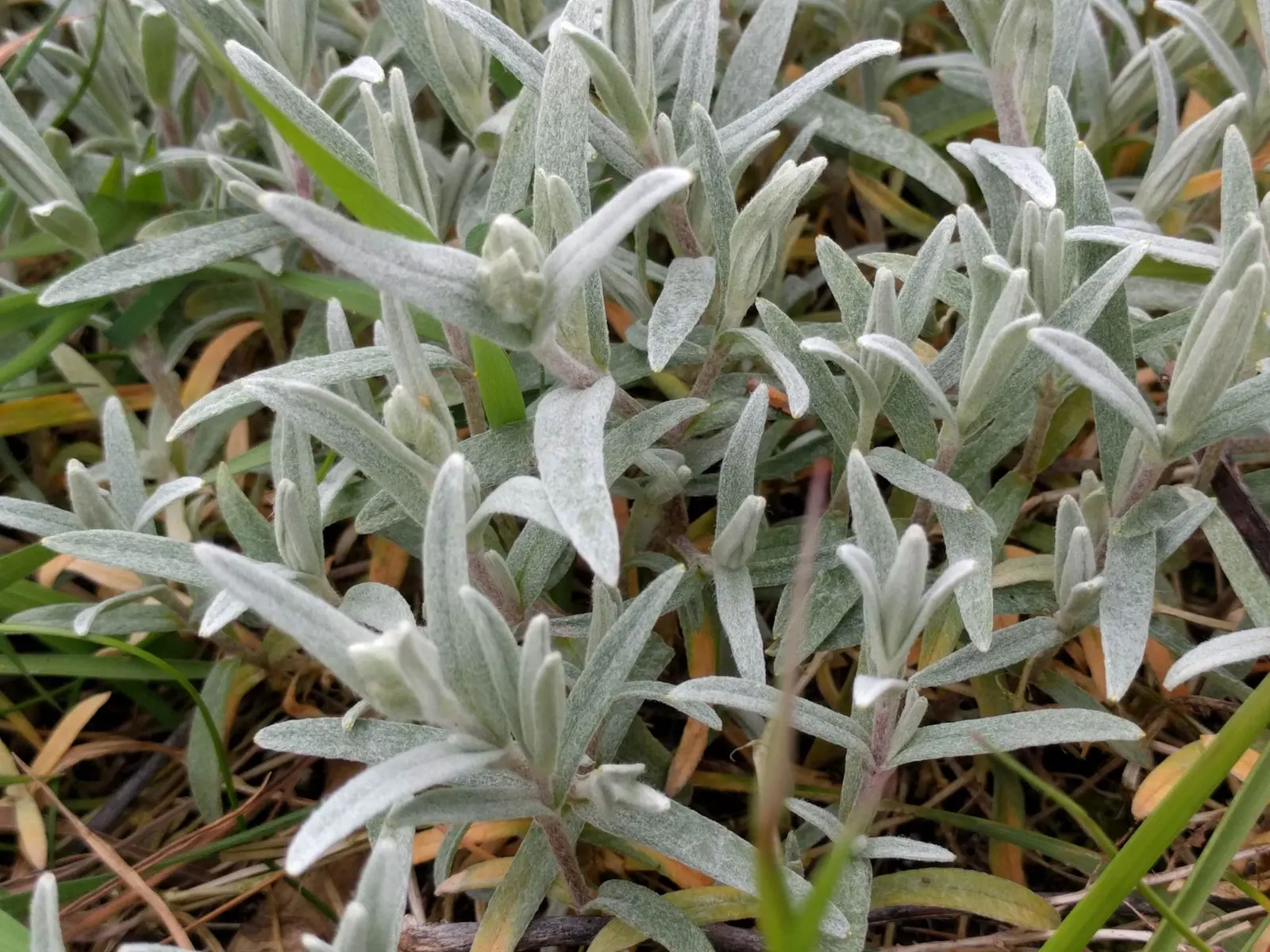 Snow In Summer (Cerastium Tomentosum) — <br><br>For the landscape designer