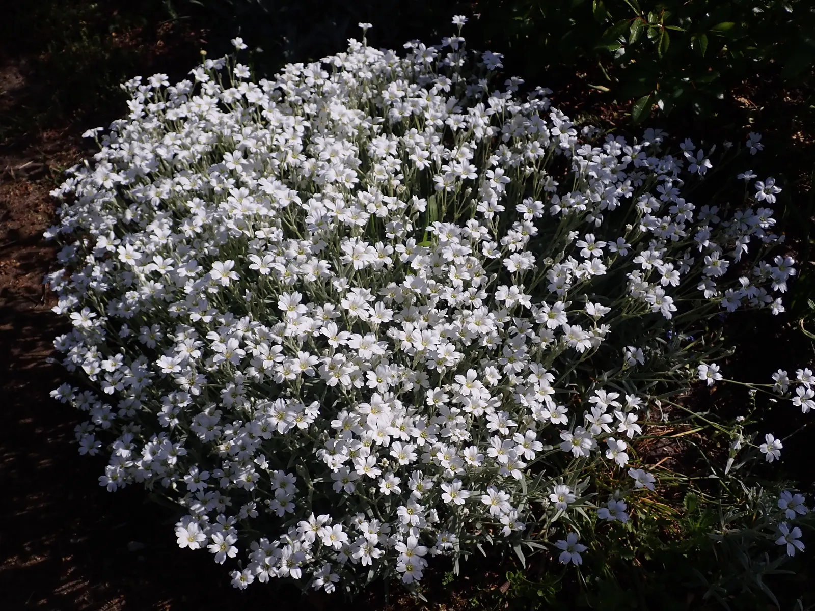 Snow In Summer (Cerastium Tomentosum) — scientifically known as Cerastium tomentosum; making it ideal for rock gardens and border fronts, image 77