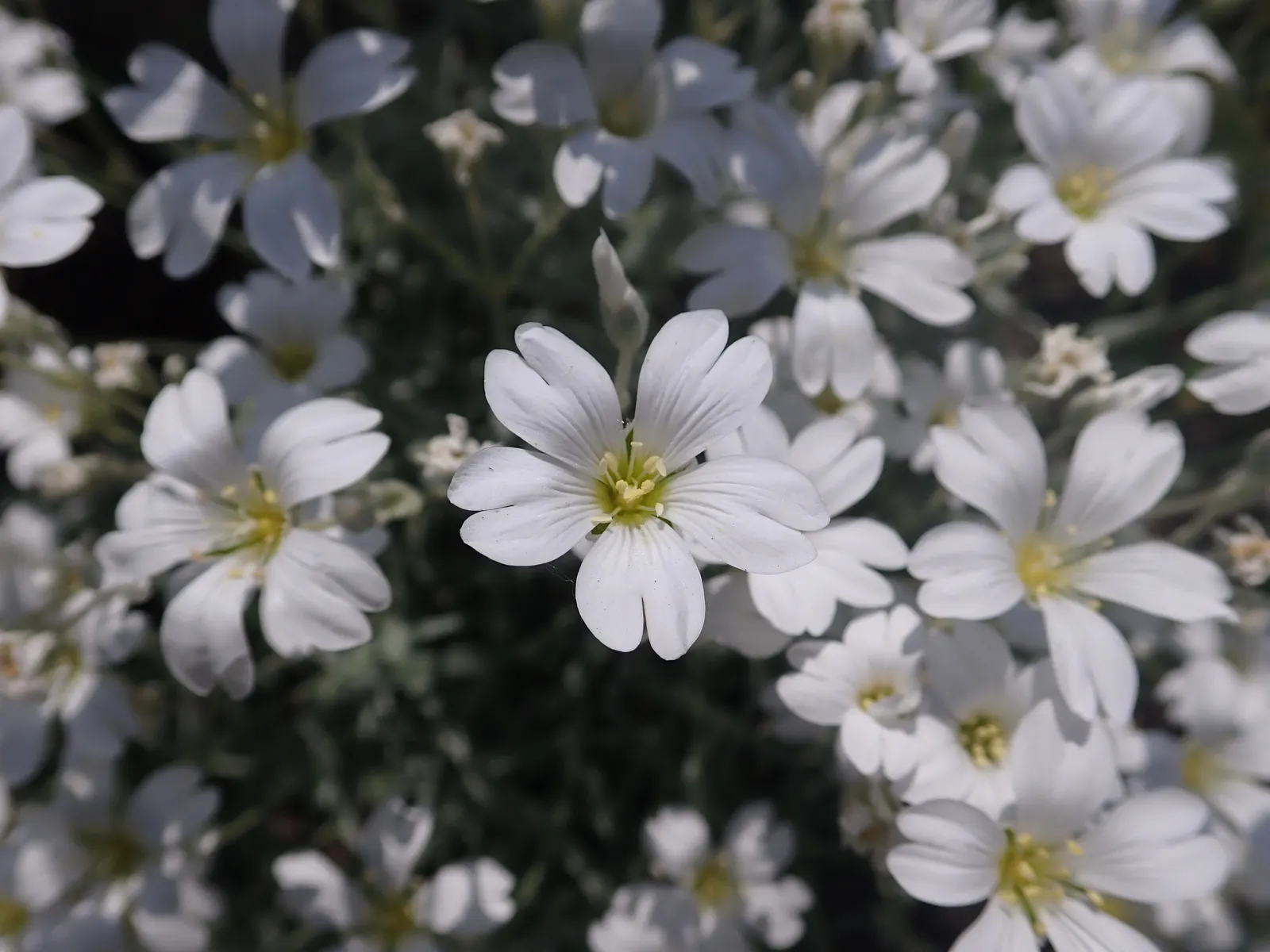 Snow In Summer (Cerastium Tomentosum) — is reminiscent of a fresh snowfall