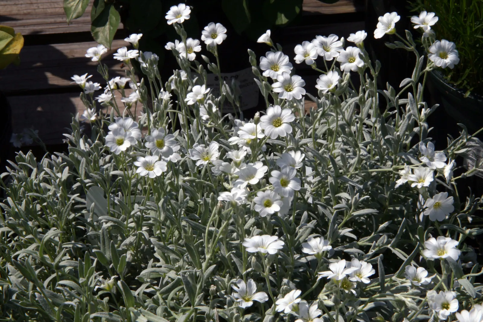 Snow In Summer (Cerastium Tomentosum) — making it a low-maintenance choice for xeriscapes or rock gardens