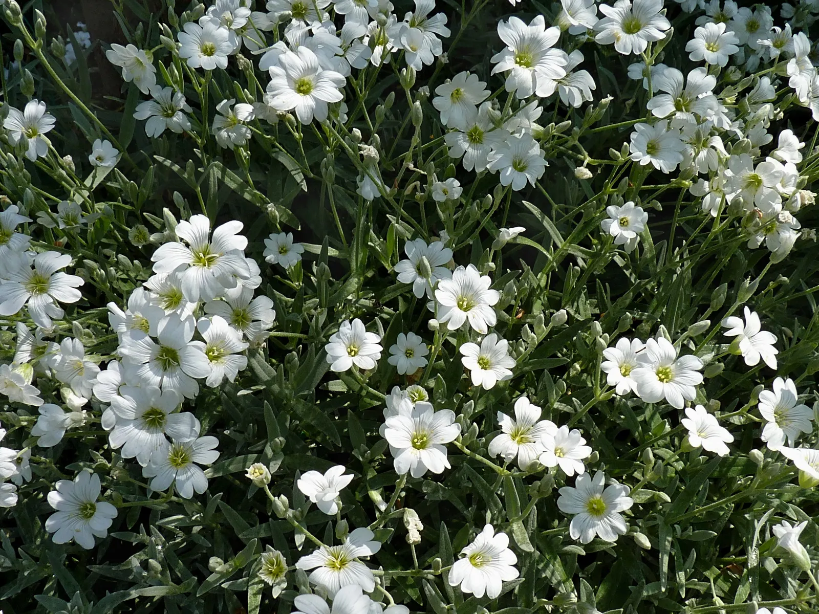 Snow In Summer (Cerastium Tomentosum) — ground cover / perennial for full or half; clients will appreciate its easy care requirements and the graceful charm it