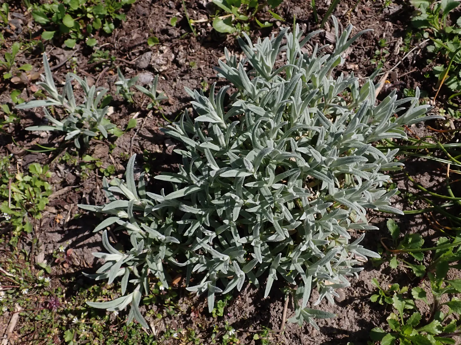 Snow In Summer (Cerastium Tomentosum) — it requires well-drained soil and minimal maintenance; the foliage itself is just as appealing, image 75