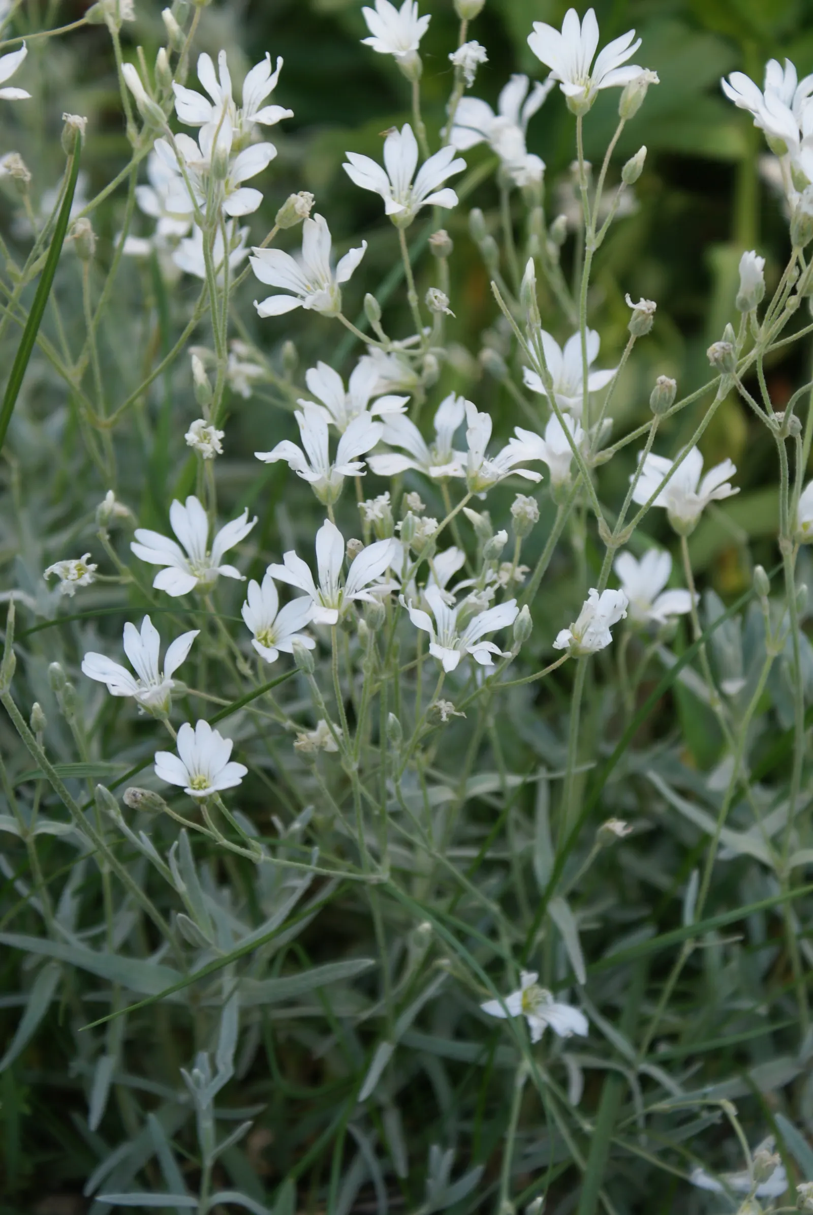 Snow In Summer (Cerastium Tomentosum) — white flowers creating a striking contrast with its silvery-gray leaves; mat-forming perennial favored for, image 51