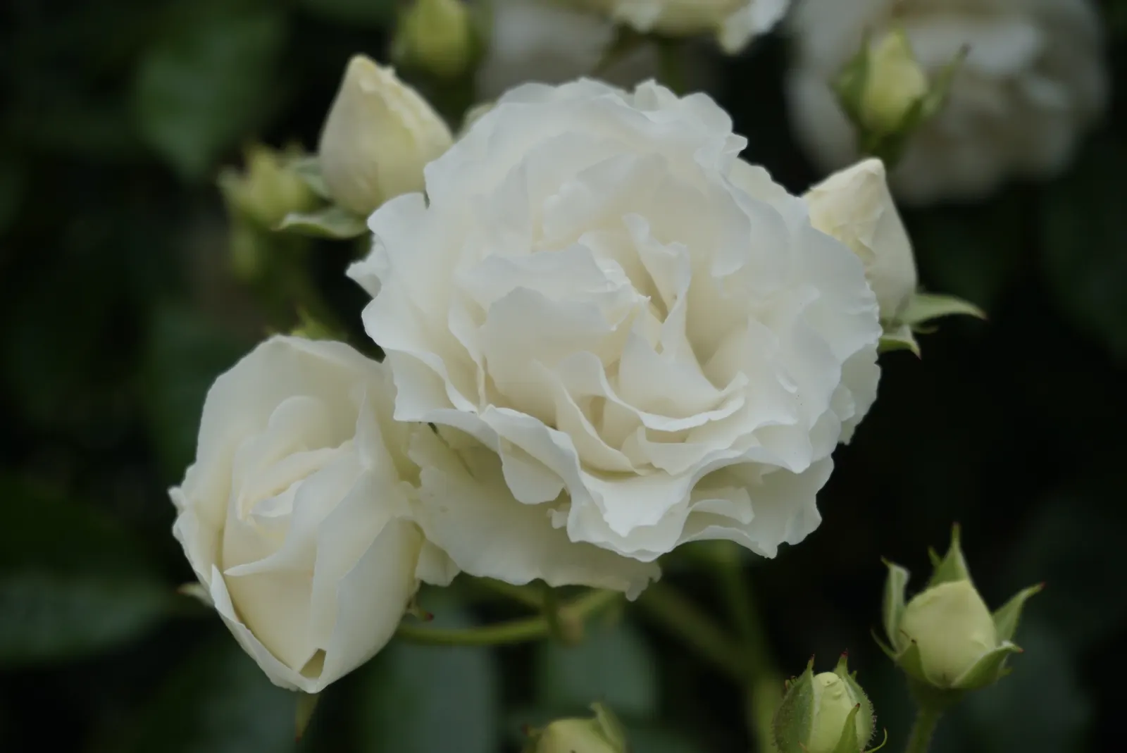 Snow In Summer (Cerastium Tomentosum) — ground cover / perennial with white blooms; set against its silver-foliaged backdrop, image 68