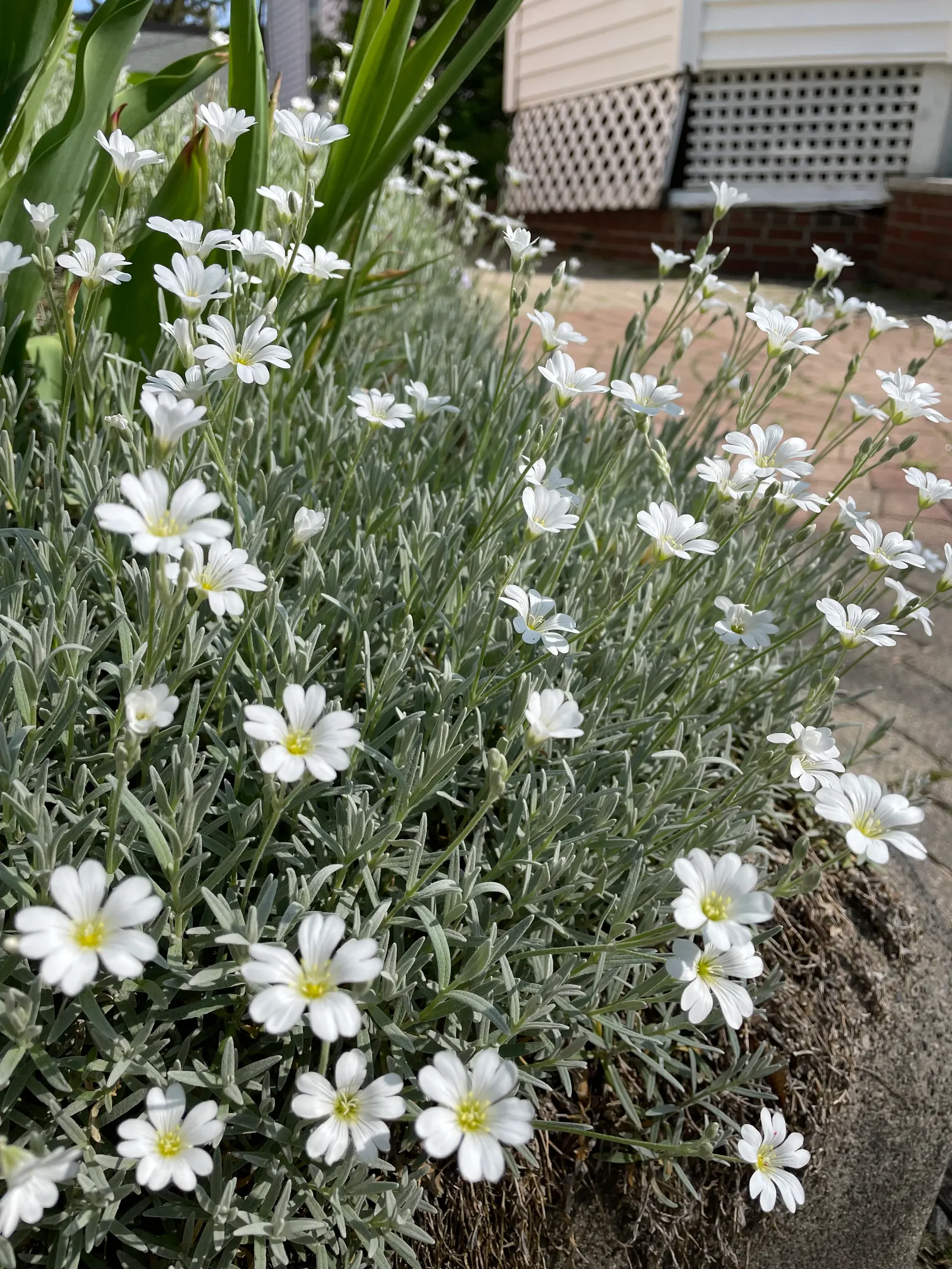 Snow In Summer (Cerastium Tomentosum) — hence its colloquial name; across the expanse of its growth
