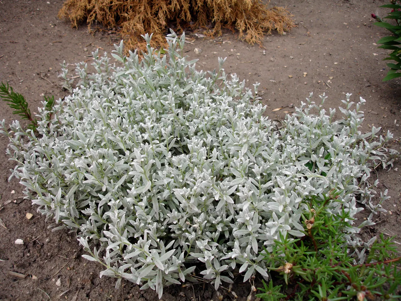Snow In Summer (Cerastium Tomentosum) — The foliage itself is just as appealing; it demands well-draining soil to avoid root rot and is exceptionally