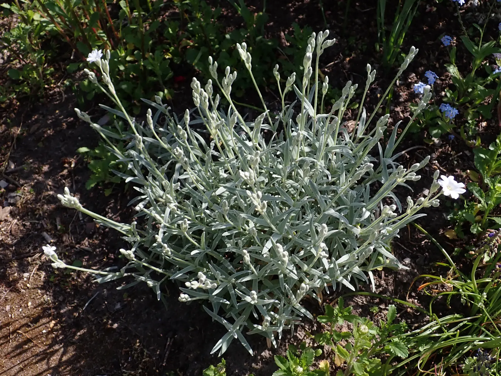 Snow In Summer (Cerastium Tomentosum) — it boasts abundant star-shaped; its felt-like foliage, reaching 6-12 inches high, spreads up to 24 inches, image 50
