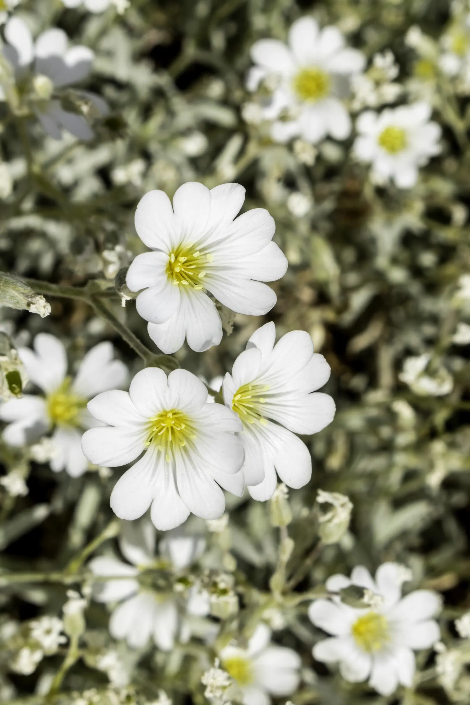 Snow In Summer (Cerastium Tomentosum) — Snow In Summer (Cerastium tomentosum) is a vigorous, mat-forming perennial that flourishes in full sun; it boasts