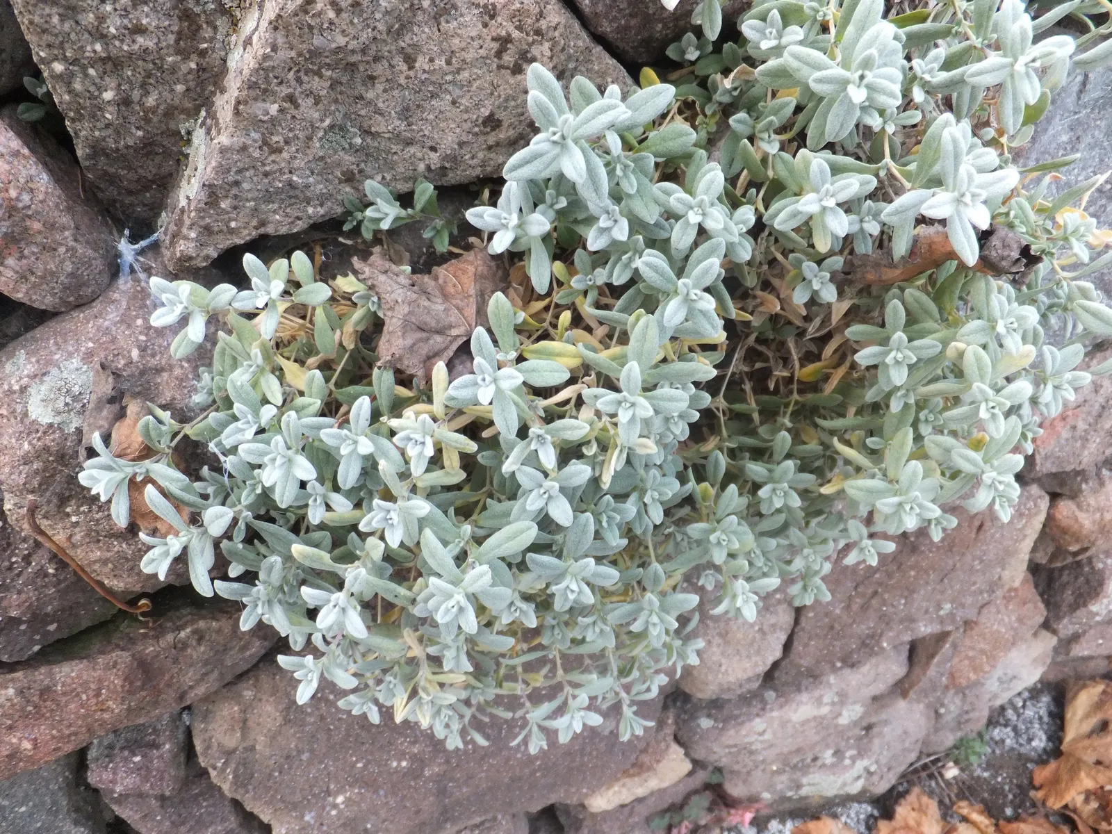 Snow In Summer (Cerastium Tomentosum) — it boasts abundant star-shaped; its felt-like foliage, reaching 6-12 inches high, spreads up to 24 inches, providing
