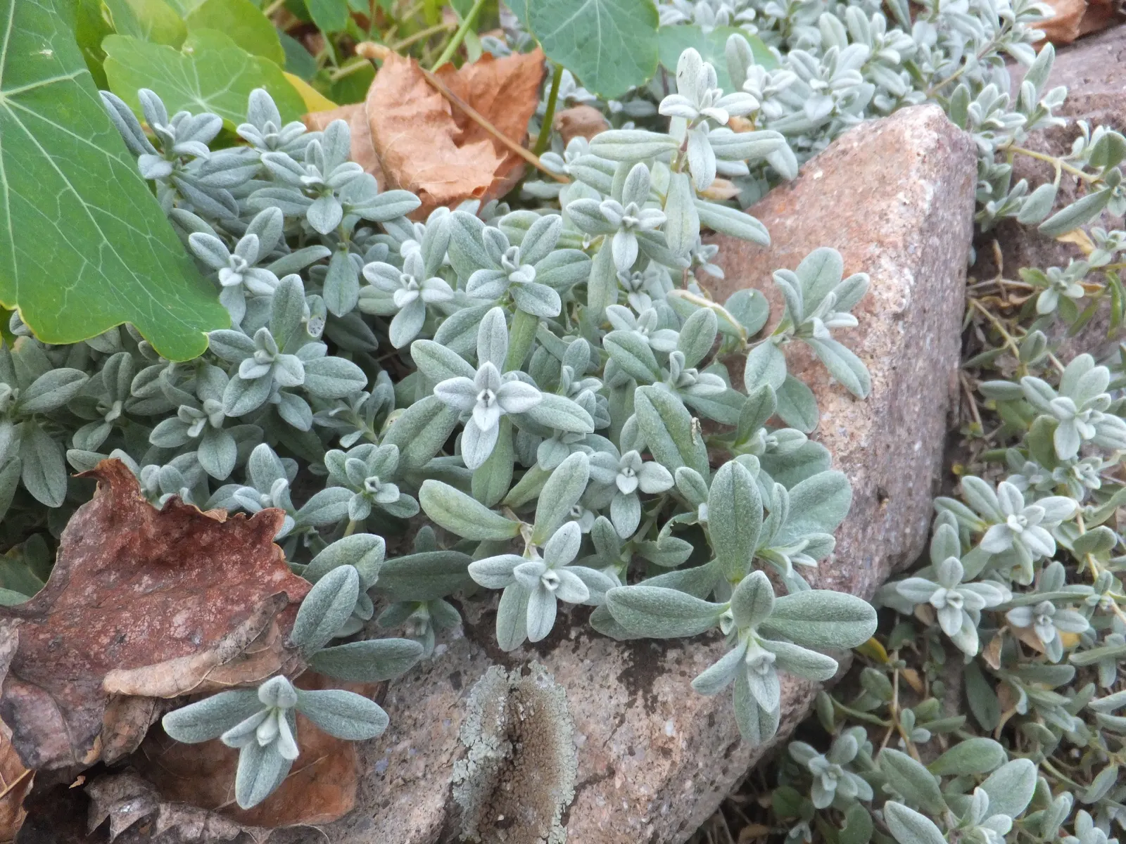Snow In Summer (Cerastium Tomentosum) — From late spring to early summer; making it a low-maintenance choice for xeriscapes or rock gardens