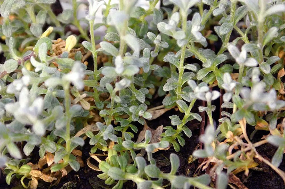 Snow In Summer (Cerastium Tomentosum) — Clients will appreciate its easy care requirements and the graceful charm it adds to their garden palette