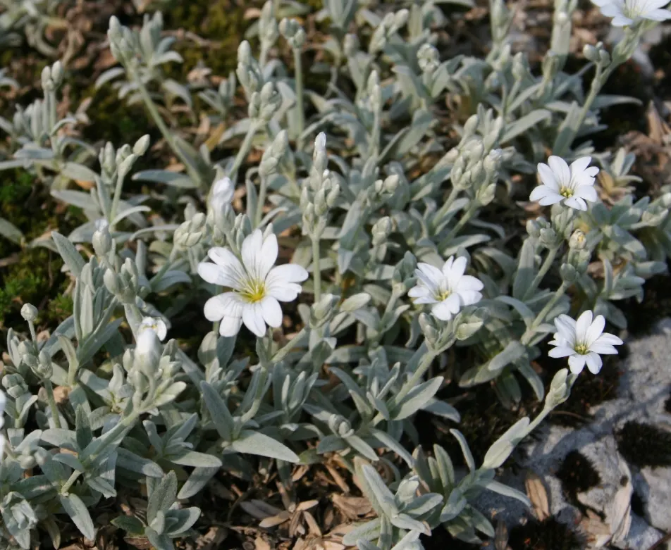 Snow In Summer (Cerastium Tomentosum) — white flowers in the garden; it requires well-drained soil and minimal maintenance