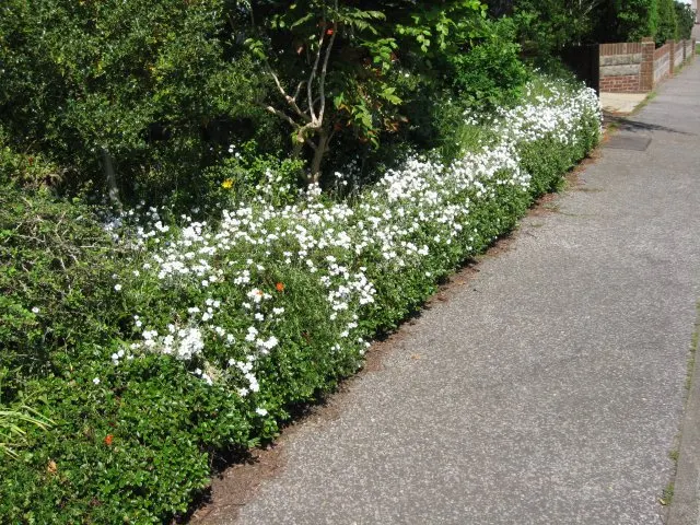 Snow In Summer (Cerastium Tomentosum) — set against its silver-foliaged backdrop; <br><br>For the landscape designer