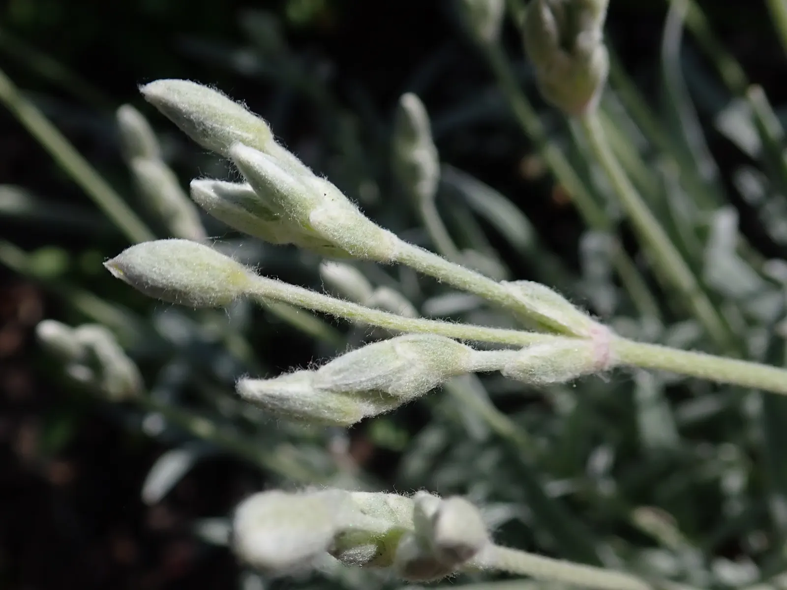 Snow In Summer (Cerastium Tomentosum) — mat-forming perennial favored for its striking contrast and ground-covering capabilities; is reminiscent of, image 78