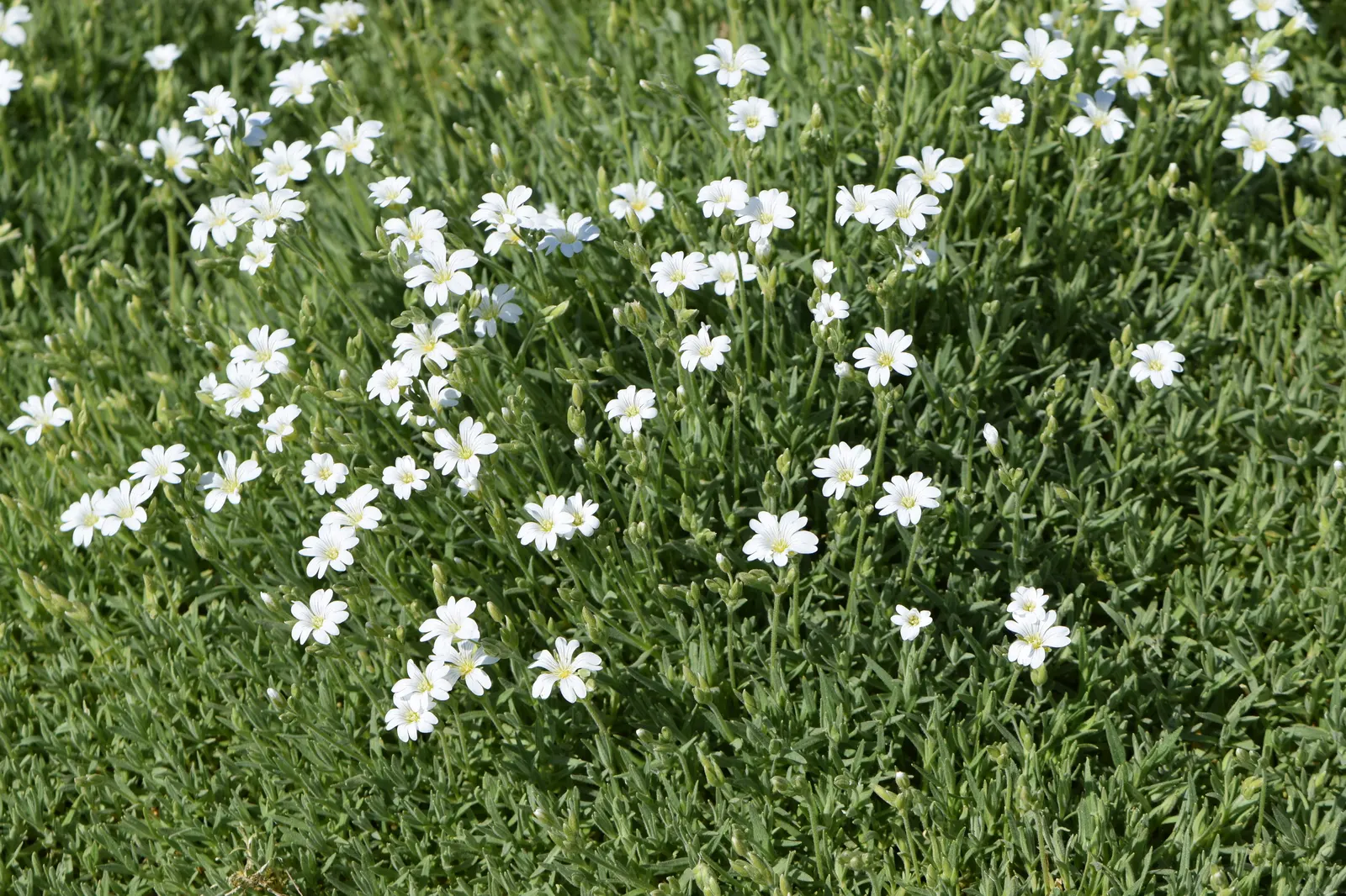 Snow In Summer (Cerastium Tomentosum) — The foliage itself is just as appealing