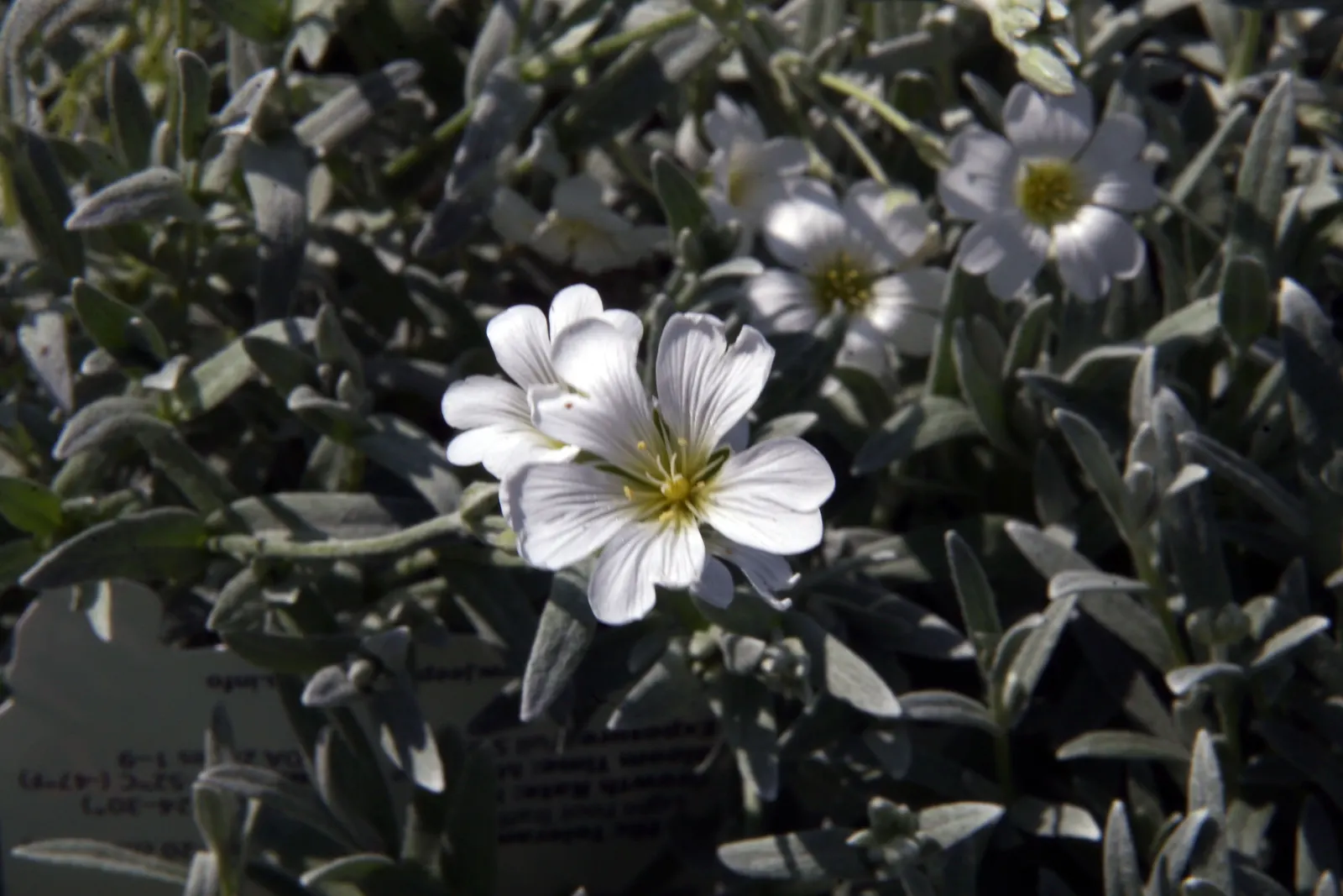 Snow In Summer (Cerastium Tomentosum) — making it ideal for rock gardens and border fronts