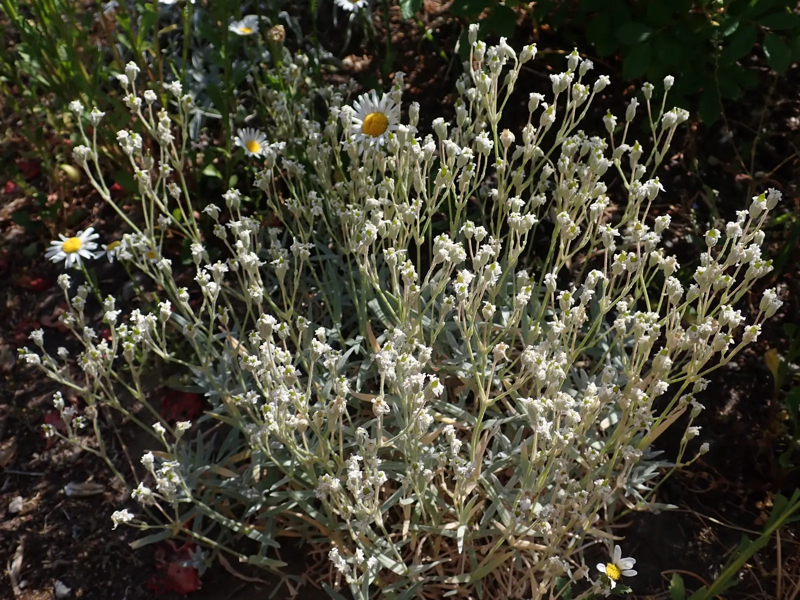 Snow In Summer (Cerastium Tomentosum) — making it a low-maintenance choice for xeriscapes or rock gardens; scientifically known as Cerastium tomentosum