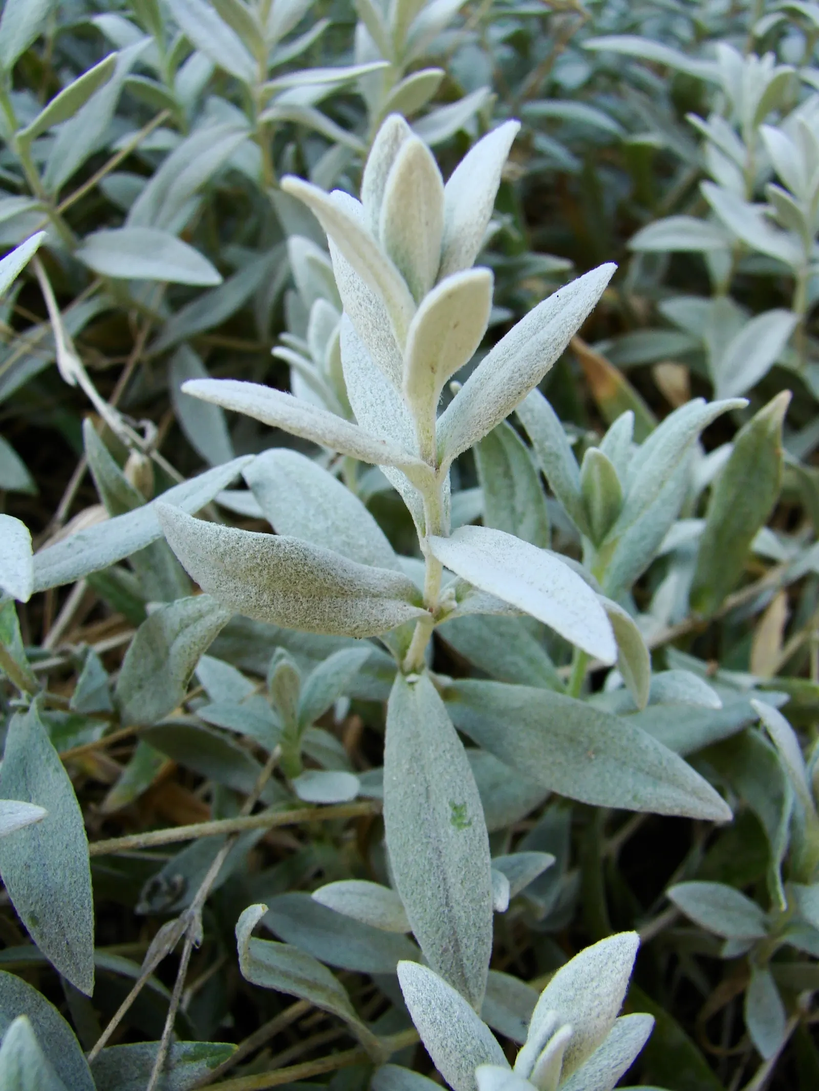 Snow In Summer (Cerastium Tomentosum) — white flowers in the garden; it requires well-drained soil and minimal maintenance, image 67