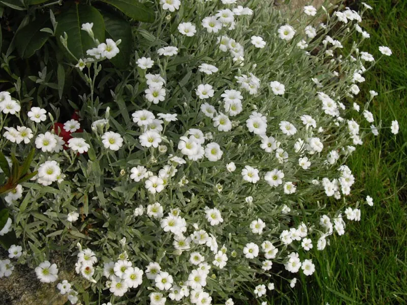 Snow In Summer (Cerastium Tomentosum) — Snow In Summer (Cerastium tomentosum) is a vigorous, mat-forming perennial that flourishes in full sun; it, image 47