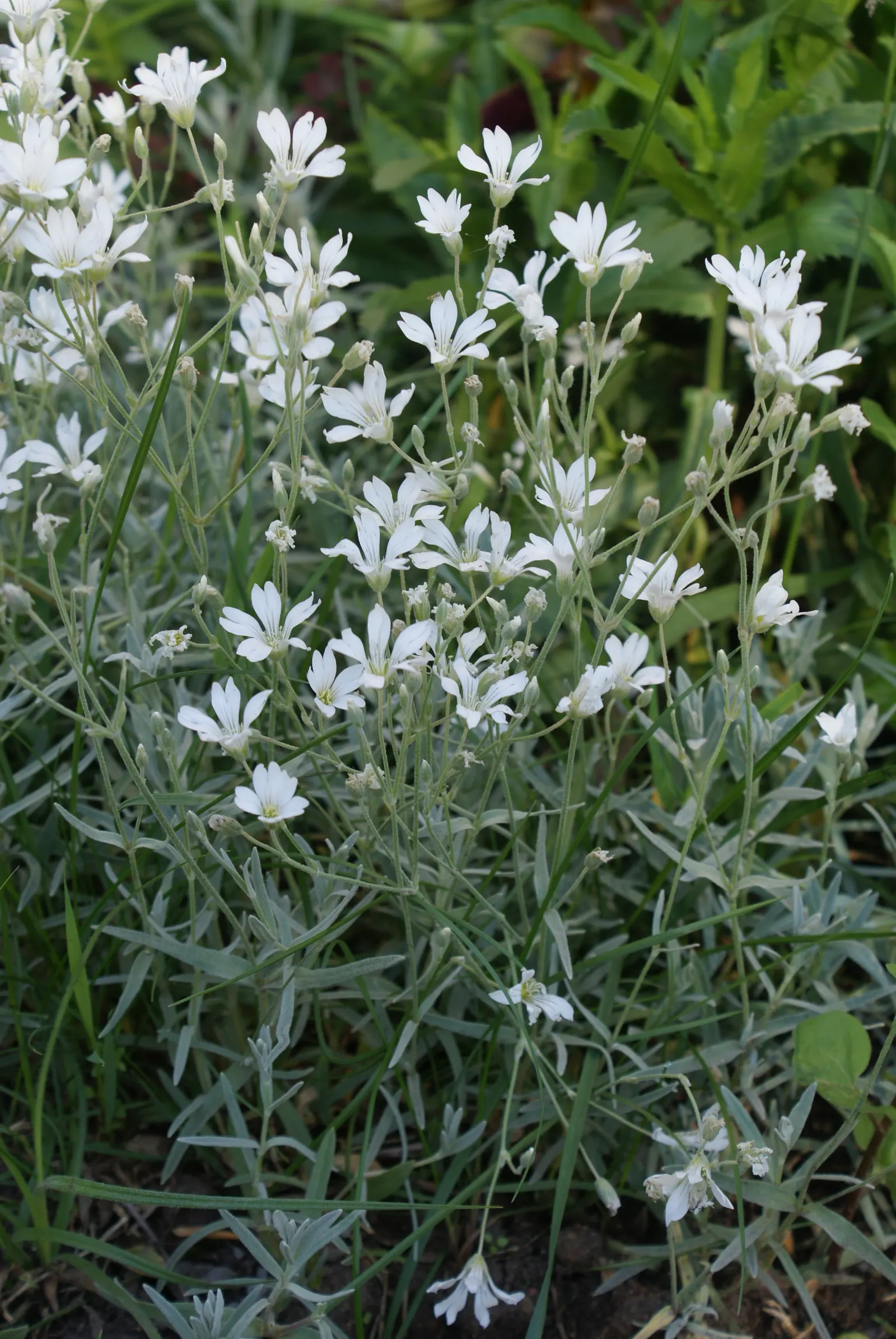 Snow In Summer (Cerastium Tomentosum) — ground cover / perennial with white blooms; set against its silver-foliaged backdrop