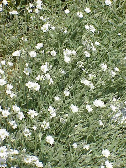 Snow In Summer (Cerastium Tomentosum) — ground cover / perennial for full or half