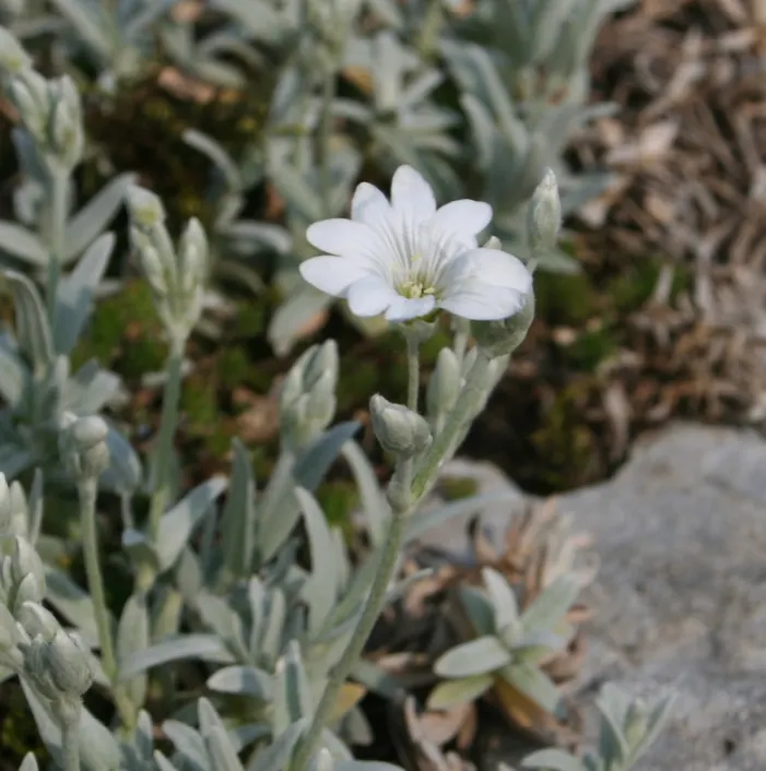 Snow In Summer (Cerastium Tomentosum) — It demands well-draining soil to avoid root rot and is exceptionally drought-tolerant once established