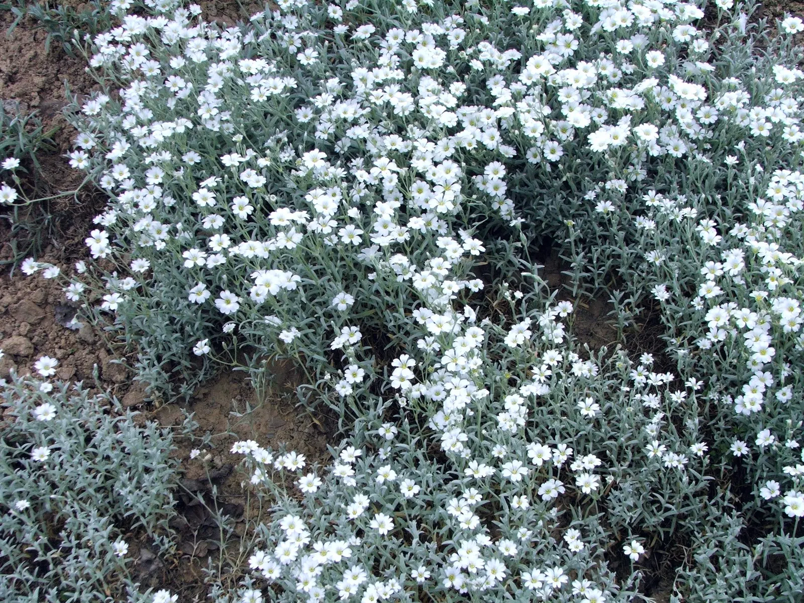 Snow In Summer (Cerastium Tomentosum) — Its felt-like foliage, reaching 6-12 inches high, spreads up to 24 inches, providing excellent ground, image 48
