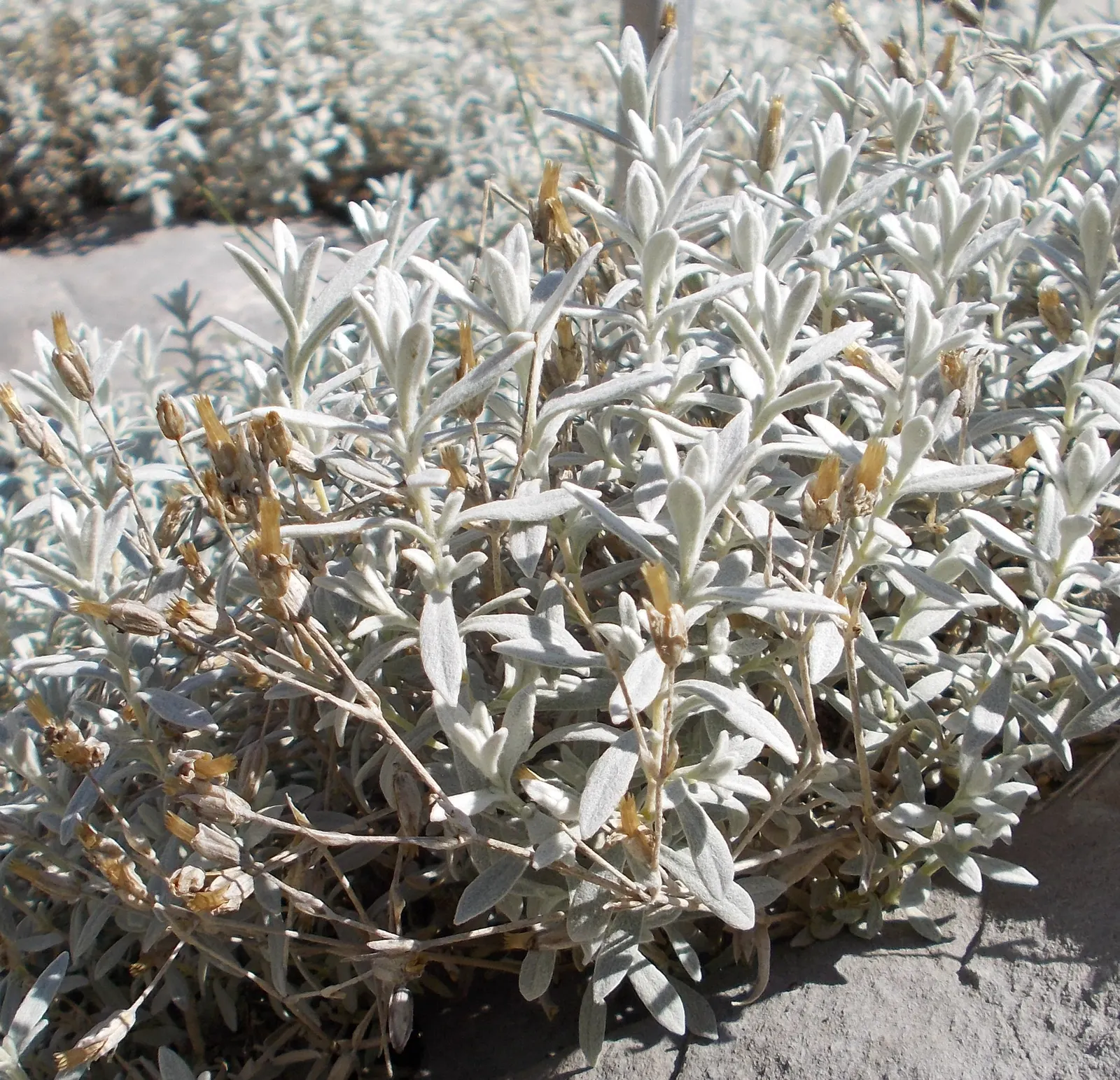Snow In Summer (Cerastium Tomentosum) — Across the expanse of its growth; white flowers in the garden, image 79