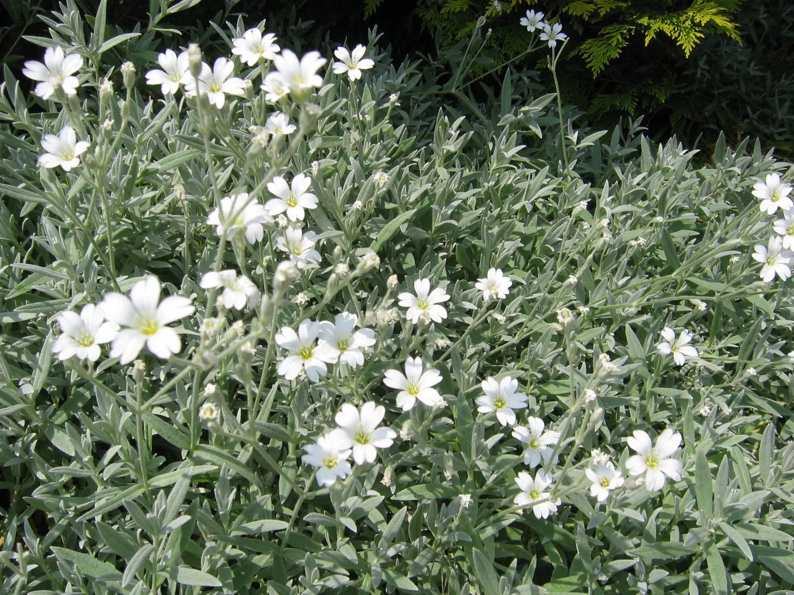 Snow In Summer (Cerastium Tomentosum) — hence its colloquial name