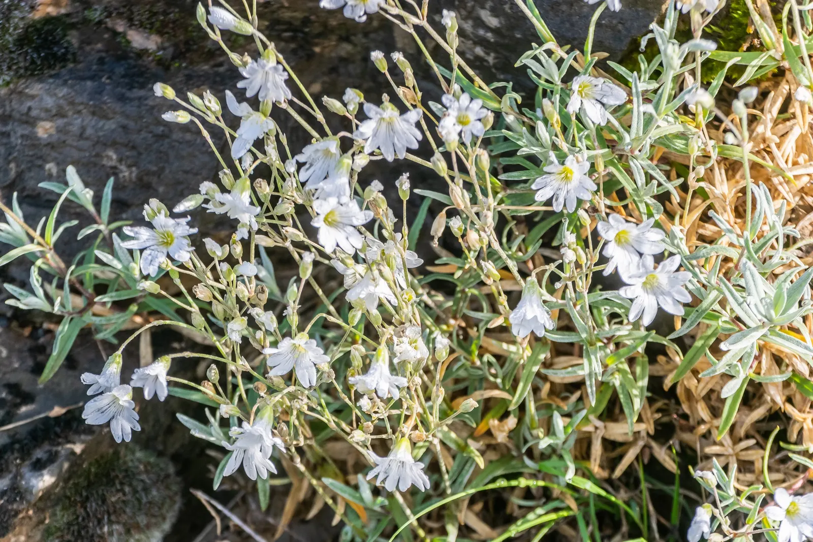 Snow In Summer (Cerastium Tomentosum) — From late spring to early summer; making it a low-maintenance choice for xeriscapes or rock gardens, image 49