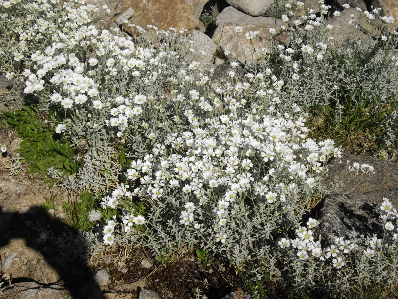 Snow In Summer (Cerastium Tomentosum) — Across the expanse of its growth; white flowers in the garden, image 56